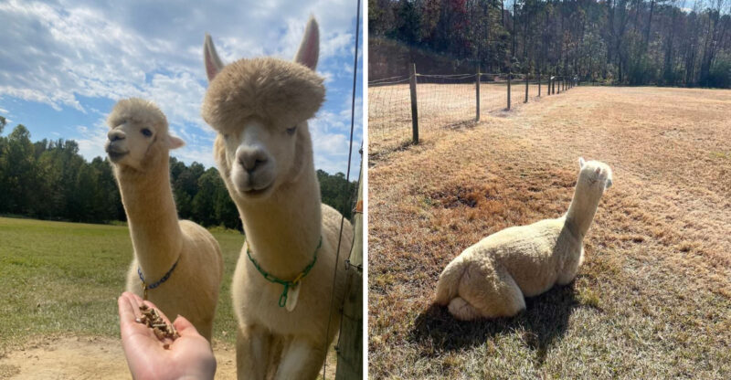 This North Carolina Farm Lets You Meet Fluffy Alpacas With The Coolest Haircuts