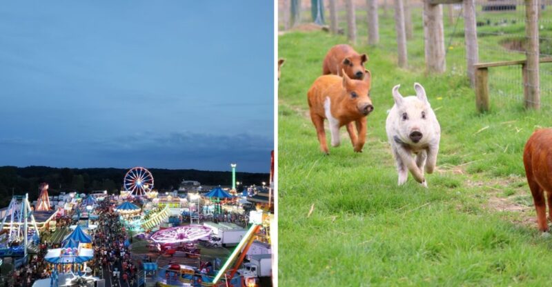 More Than 60,000 People Flock To This North Carolina Fair With Rides, Racing Pigs And Rodeo Nights