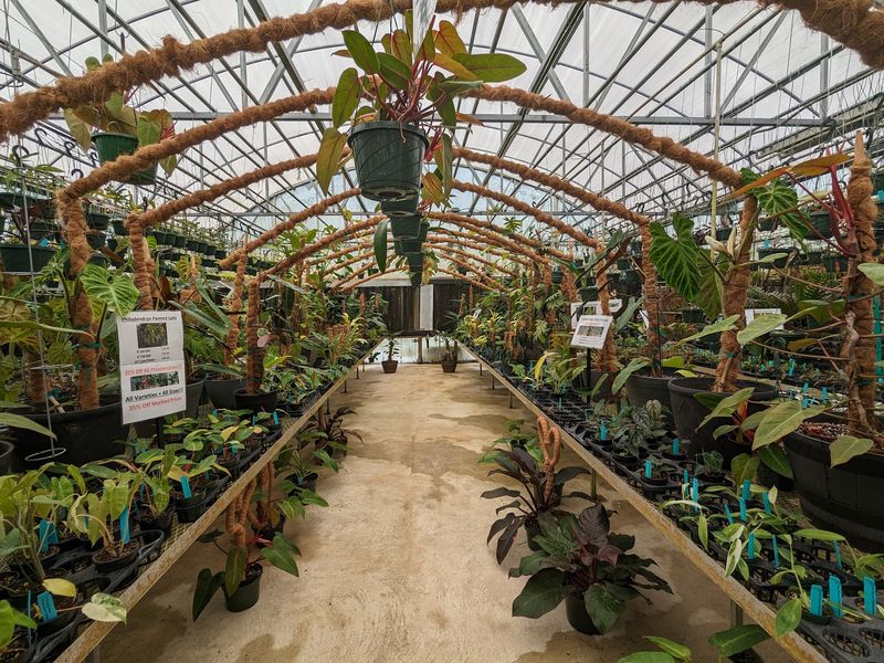 Seven Florida Orchid Nurseries And Sales Worth The Drive