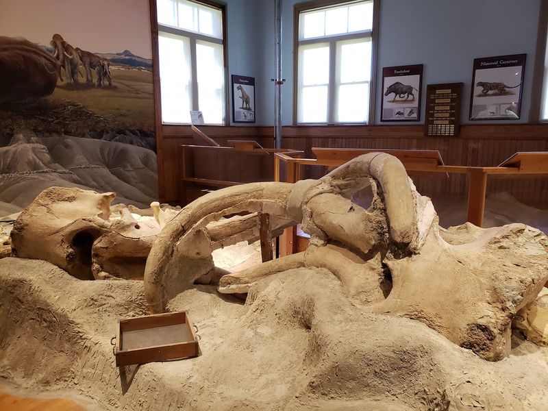 This Nebraska Museum Has Two Mammoth Skeletons Standing With Their Tusks Still Locked Together
