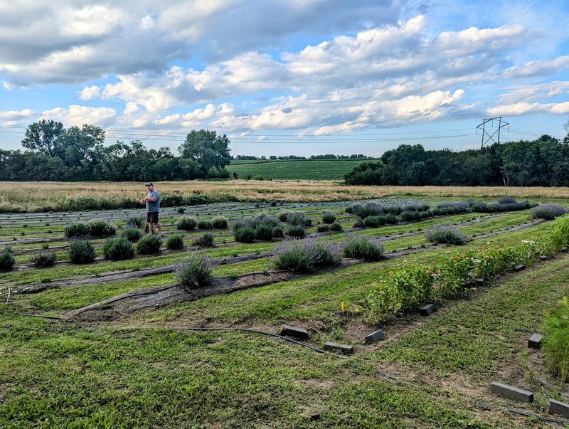 This Nebraska Lavender Farm Has A $5 Tour, Lavender You Pick Yourself, And A Shop In The House