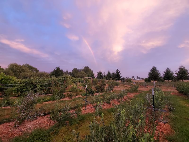 This Idaho Berry Farm Lets Kids Pick Their Own Buckets And Wander The Flowers