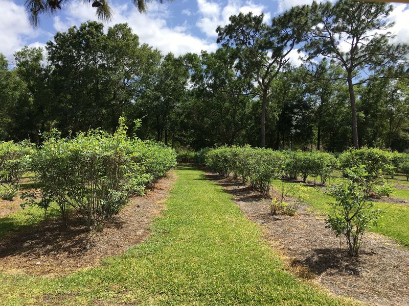 Seven Florida U-Pick Farms Where You Fill Your Own Bucket For A Few Dollars A Pound