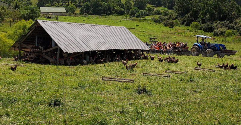 You Can Bring Home Meat Raised Without Added Hormones From This Pasture-Based Virginia Farm