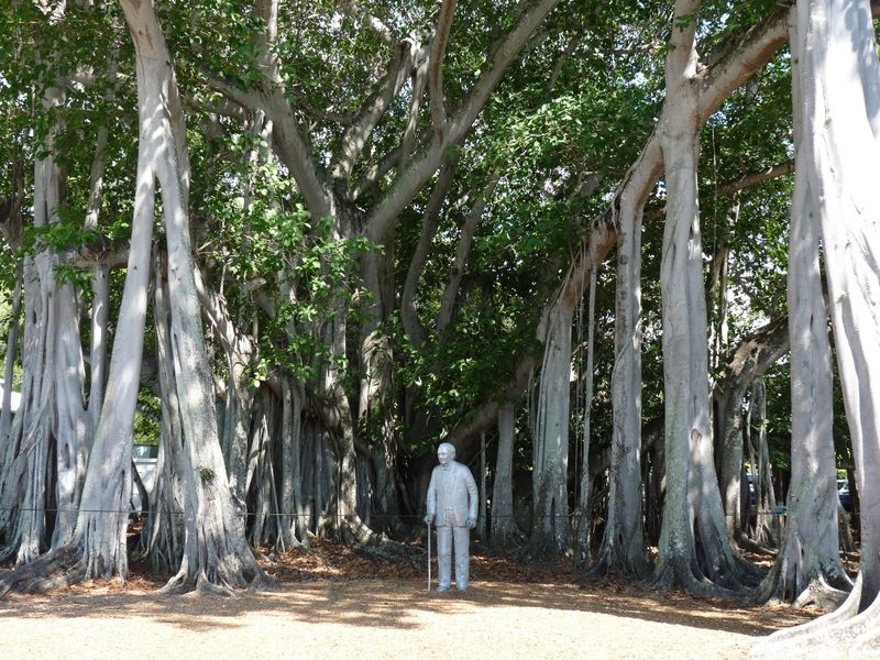 Florida’s Most Famous Tree: Edison’s Banyan Now Shades An Entire Acre of Garden