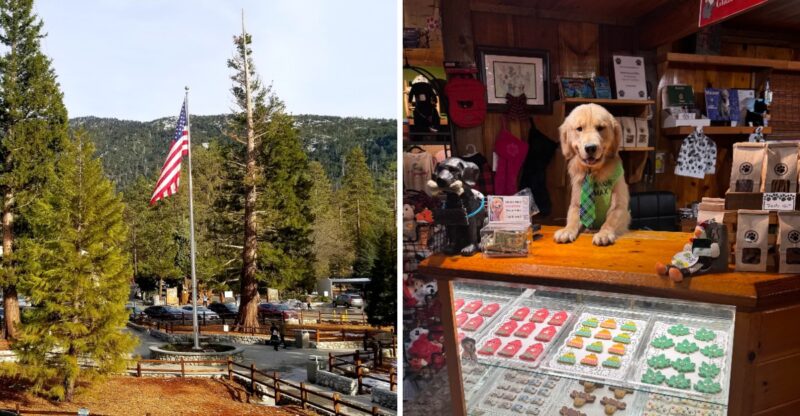 This California Mountain Town Has A Golden Retriever For Mayor And You Can Actually Meet Him