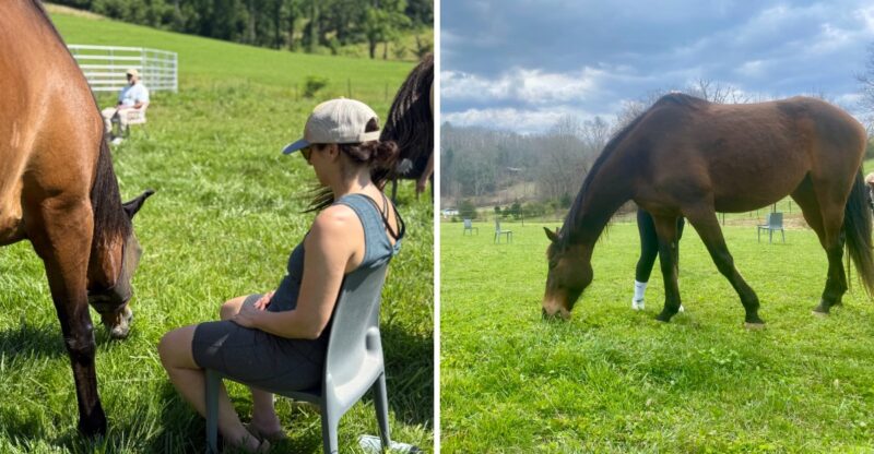 This North Carolina Farm Lets You Spend 90 Minutes Hanging Out And Grooming Horses