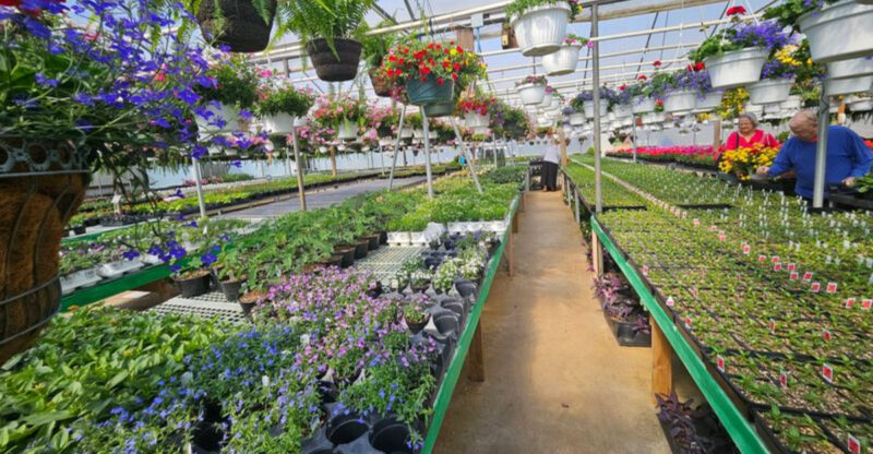 This Amish Greenhouse In North Carolina Is Bursting With Colorful Flowers And Seasonal Blooms