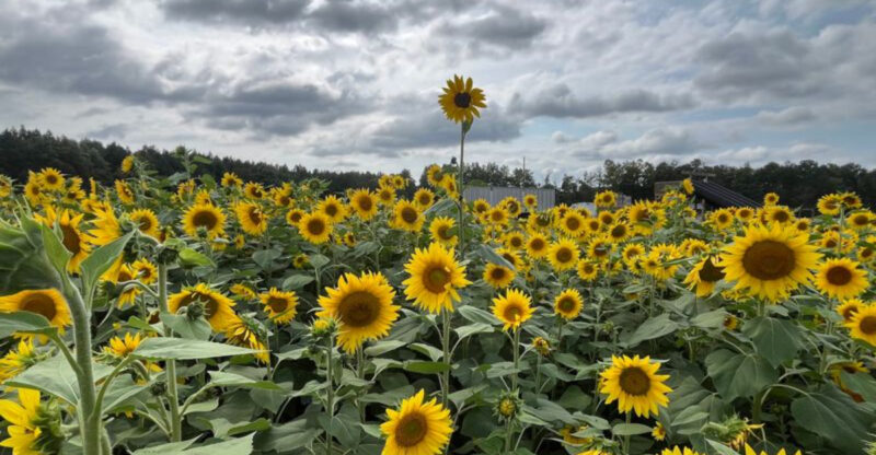 This Massive North Carolina Sunflower Wonderland Is A Must-Visit For Families Before Summer Ends