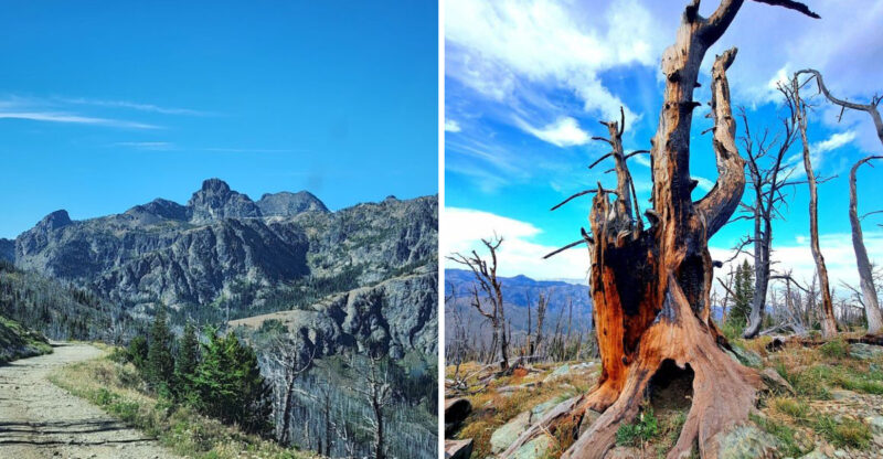 This Idaho Trail Leads Past Gothic-Looking Trees, Alpine Wildflowers, And Jaw-Dropping Mountain Views
