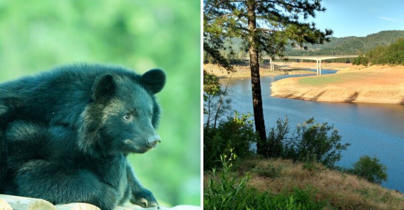 12 California Counties Seeing A Massive Spike In Black Bear Sightings This Fall