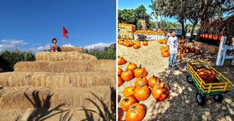 This California Farm Turns Into A Giant Fall Festival With A Huge Pumpkin Patch And Five Themed Weekends