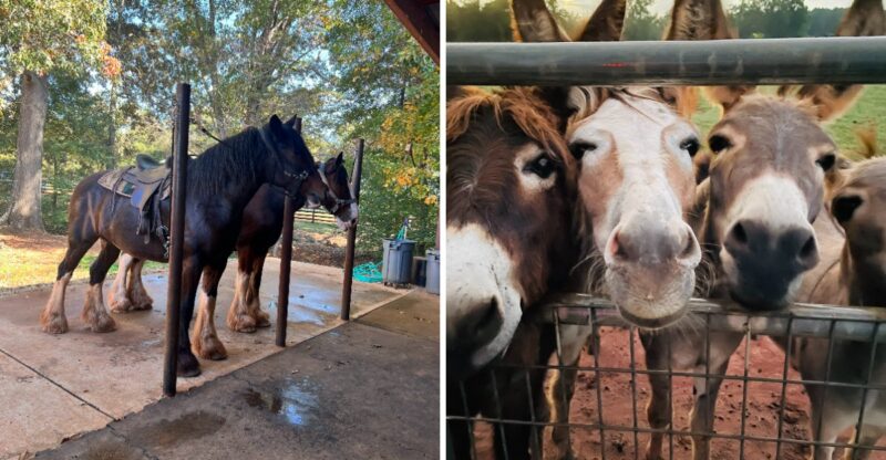 Georgia Has A Clydesdale Farm Where You Can Ride These Gentle Giants