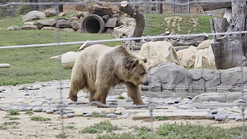 Lions Tigers & Bears The San Diego Animal Sanctuary®, Alpine