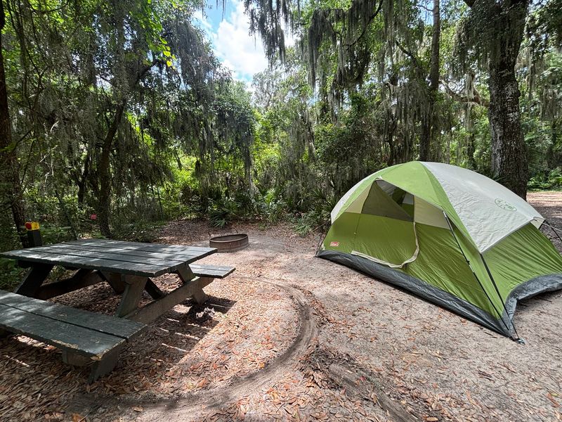 Moss, Oaks, And Driftwood At Jekyll Island Campground
