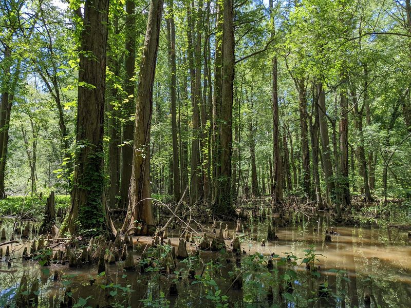 Battle Creek Cypress Swamp
