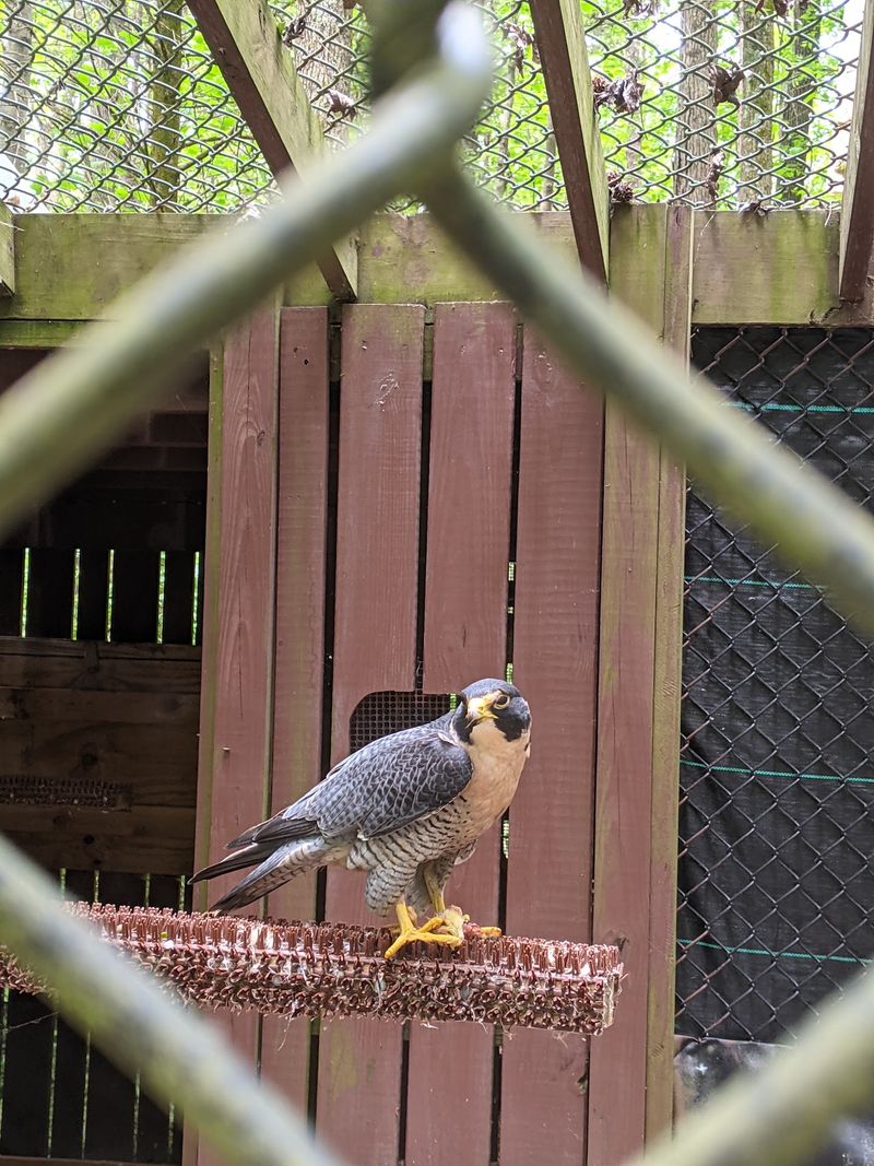 Carolina Raptor Center
