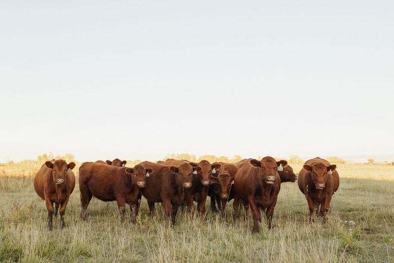 Folsom Farm Beef