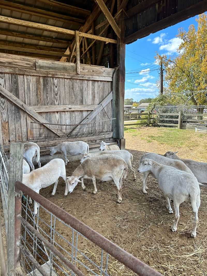 Carlton Farms