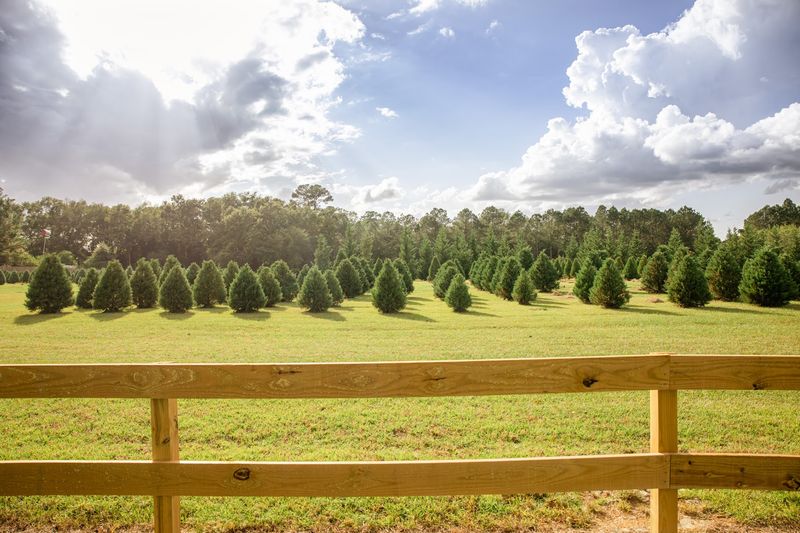 Wheelers Christmas Tree Farm