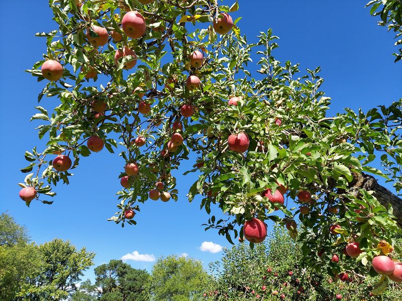 Candy Apple Orchards In Emmett