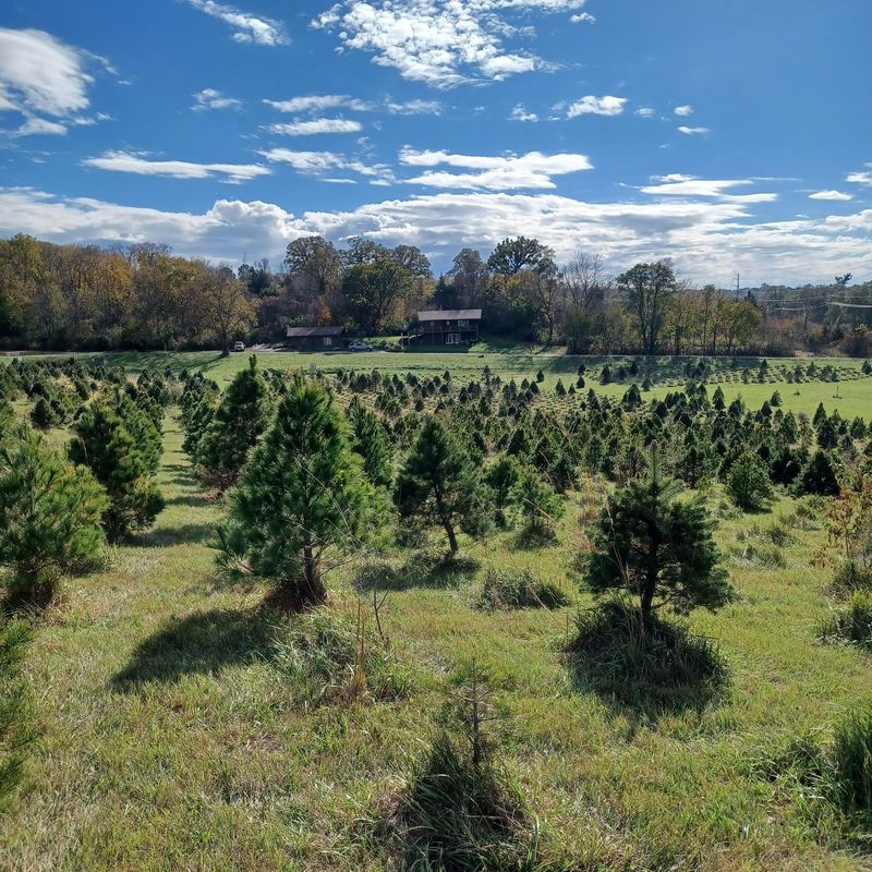 8 Nebraska Christmas Tree Farms Where You Saw Down A Tree Grown In Their Own Fields - Decor Hint Frosty's Pines