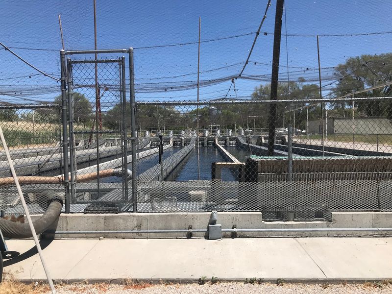 Stoddle Fish 9 Idaho Fish Hatcheries Where Kids Watch Thousands Of Trout Fill The ...