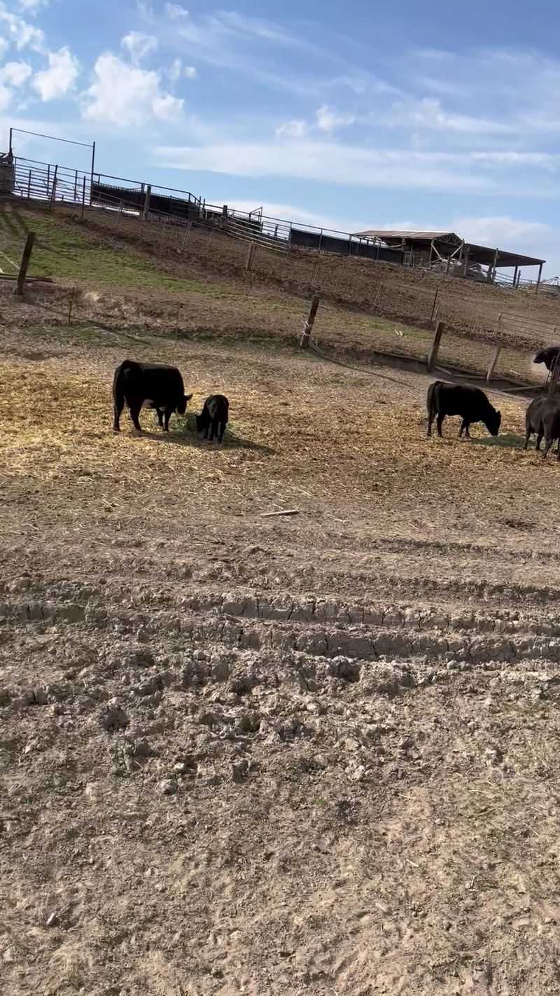 Shoemaker Lazy S Ranch