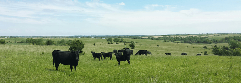 Mohrhauser Farms