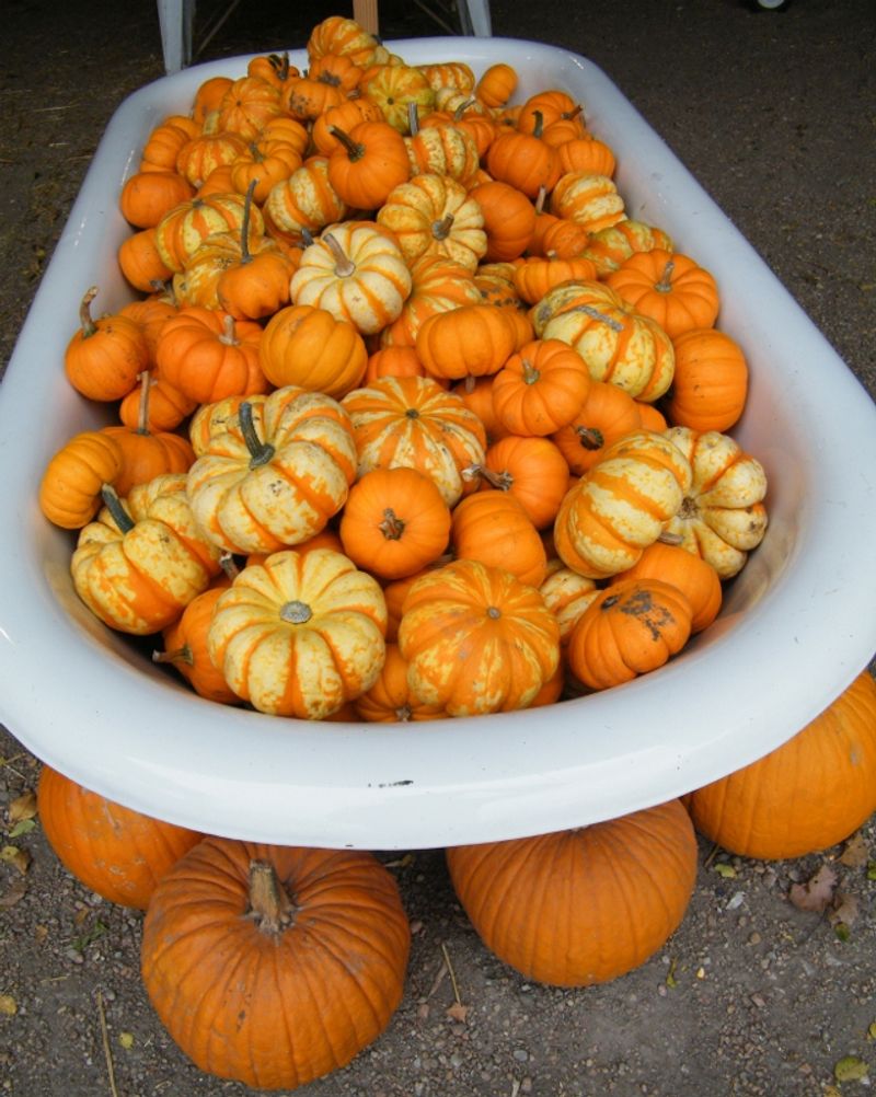 Bloom Farm and Pumpkin Patch