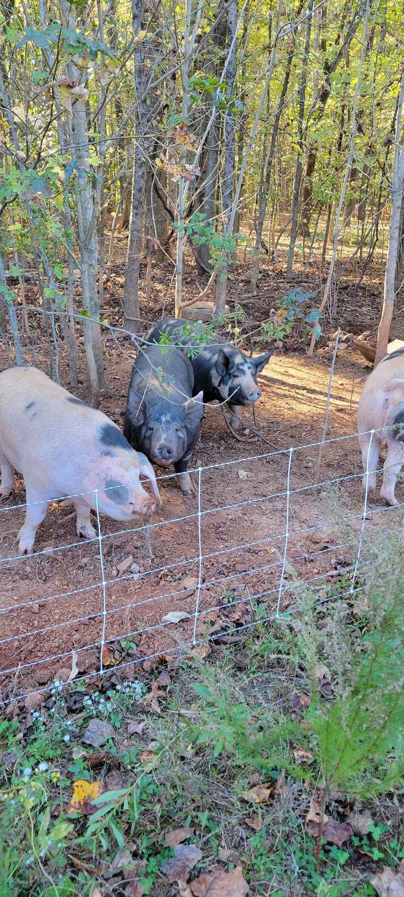 Evans Family Farm