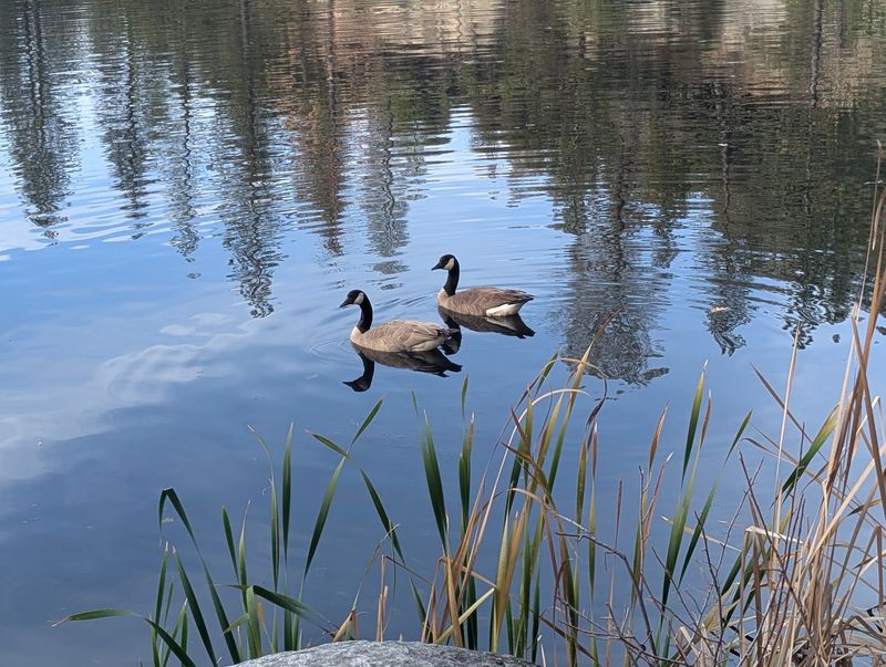 Ducks, Geese And Herons Visit The Pond