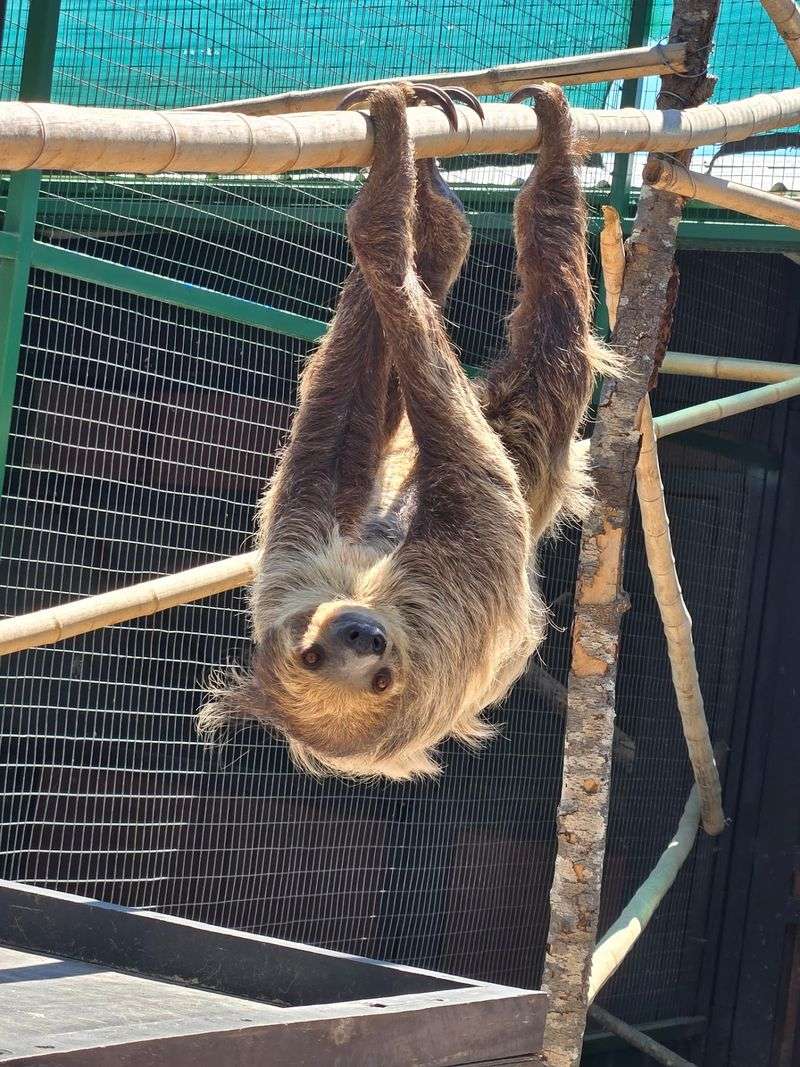 This Georgia Zoo Lets You Get Up Close With Sloths, Camels, And Exotic Animals - Decor Hint Meet Bella, The Slowest Celebrity Around