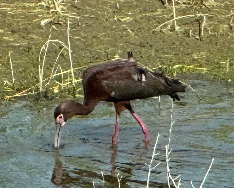 Spring Wings Over Camas Creek