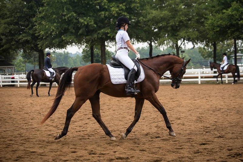 English Riding Lessons With A Dressage Focus
