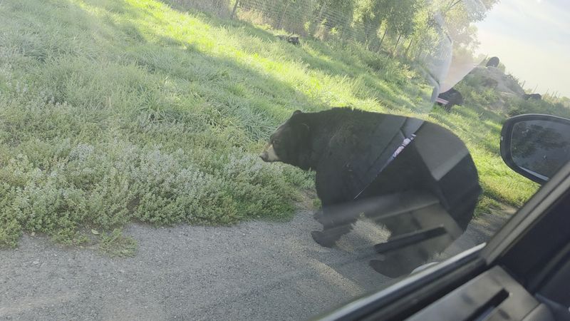 You Can Loop The Bear Road Again And Again