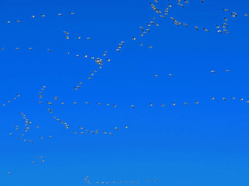 Why Migrating Flocks Keep Choosing This Water