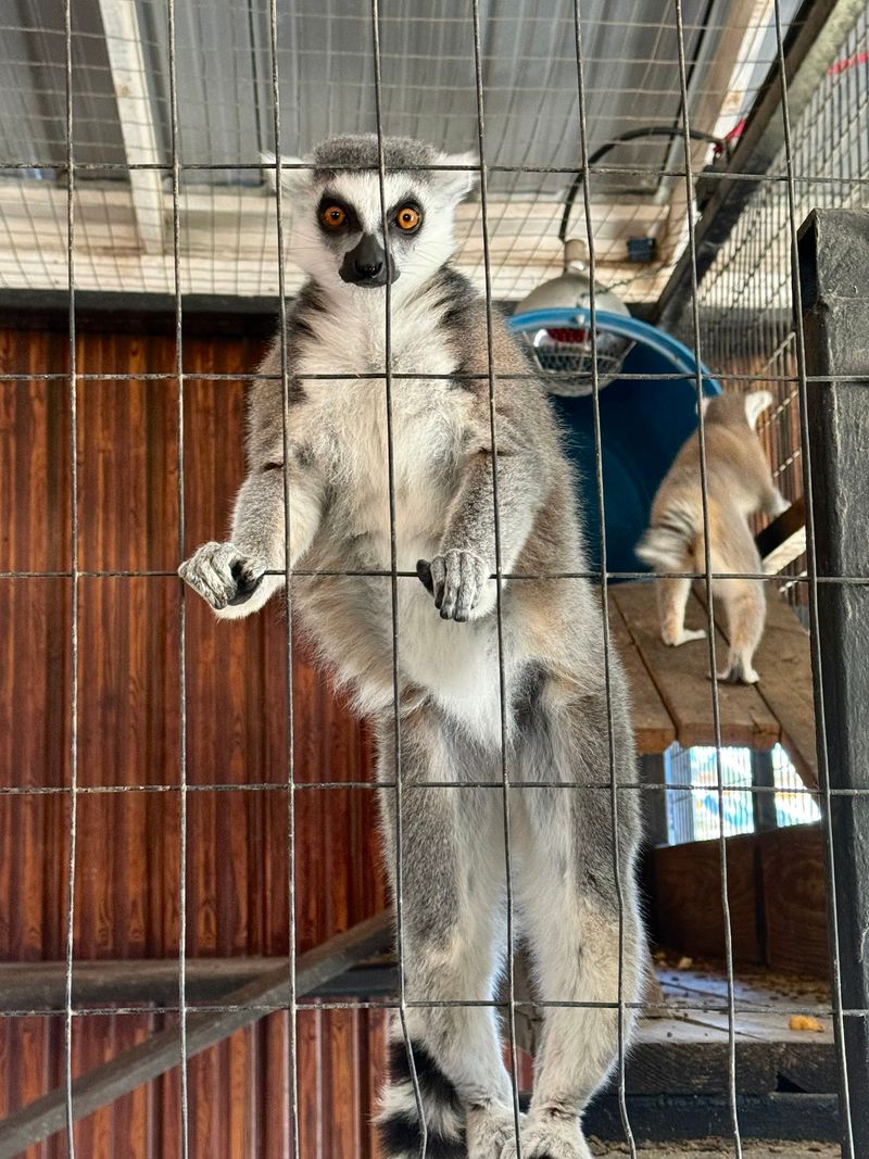 This Georgia Zoo Lets You Get Up Close With Sloths, Camels, And Exotic Animals - Decor Hint Playful Primates With A Story To Tell