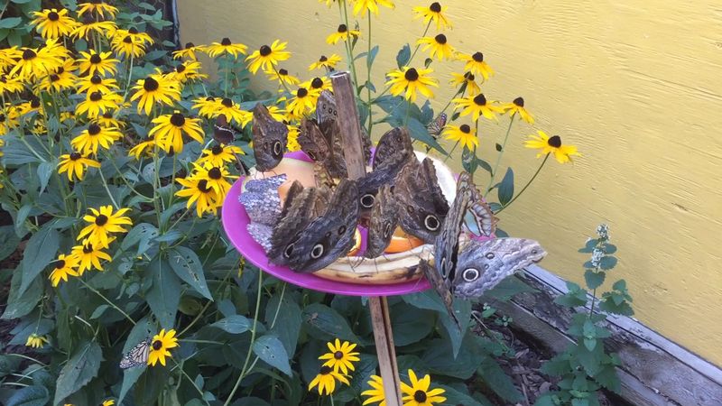 Fluttering Wings in a Greenhouse and Hungry Goats Nearby