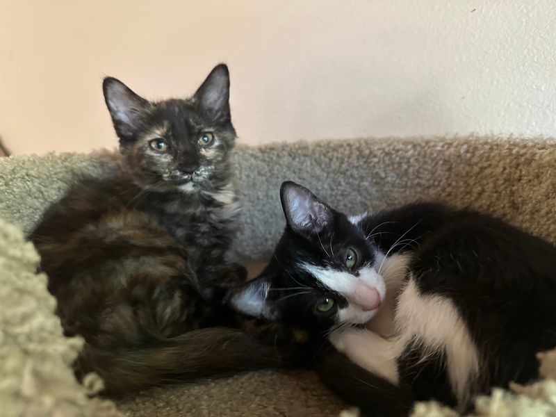 More Than 30 Rescued Cats Roam Free Inside This Cage-Free Idaho Sanctuary Open To Visitors - Decor Hint Six Strays and a Very Big Idea