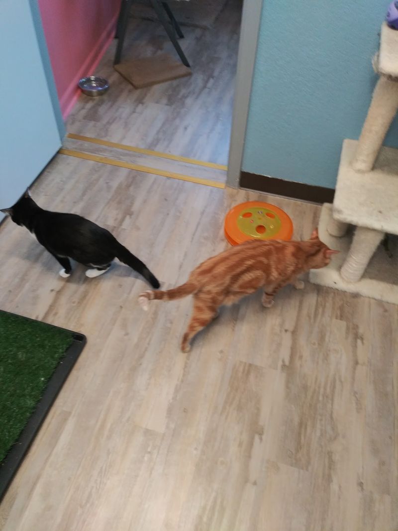 The Free-Roam Room Where Cats Run The Show