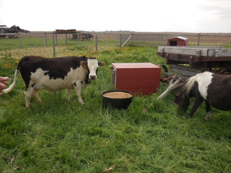 Chickens, Mini Horses, And A Seesaw Worth Fighting Over