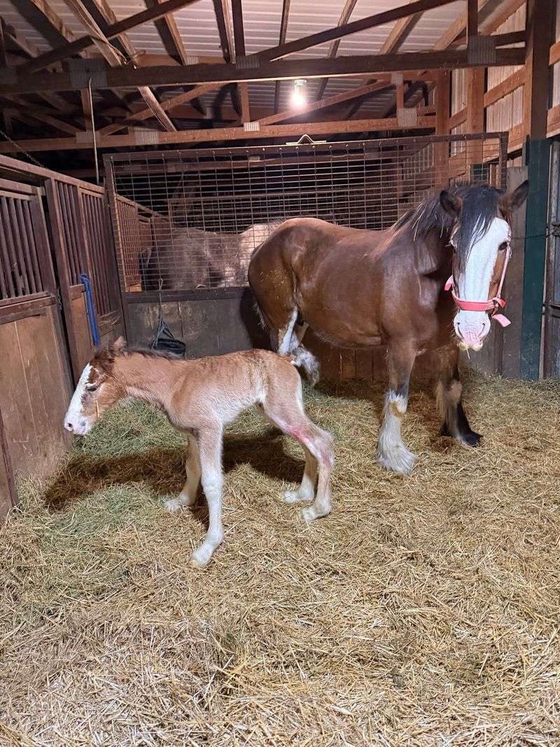 More Than 30 Clydesdales And Draft Horses Pull Wagons At This Working Nebraska Farm - Decor Hint Why A Family Builds Its Life Around Horses This Big