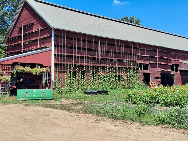 The Red Barn In Rural West Granby