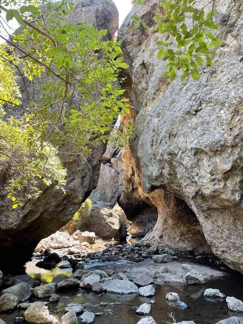Green Shade Where You'd Expect Sagebrush