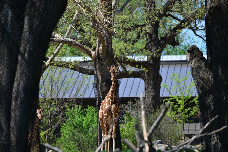 Climb Upstairs, Feed Lettuce To Giraffes, And Even Pet Them At This Nebraska Zoo - Decor Hint Timing Tips Before You Pack The Lettuce Mood