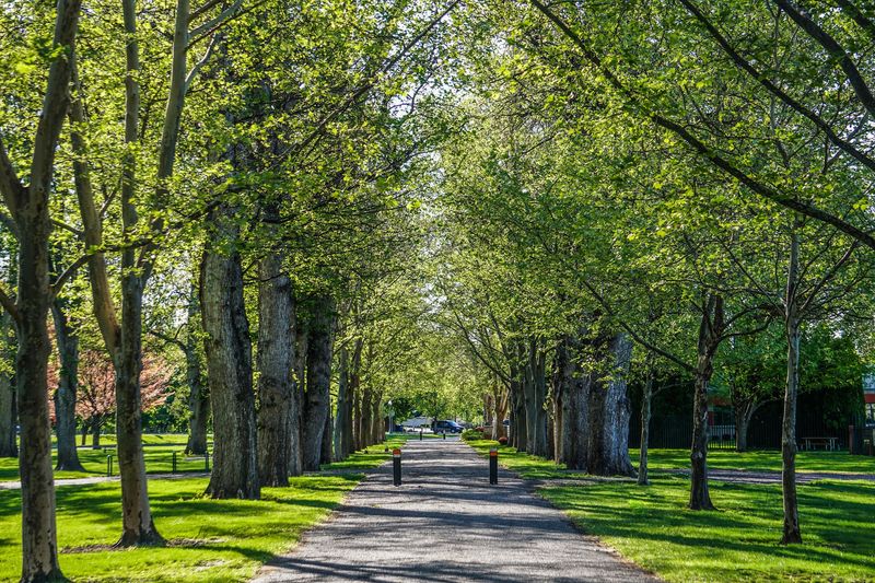 Old Trees Along Capitol Boulevard