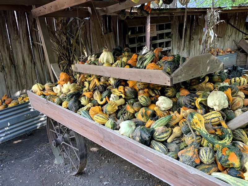 Thousands Of Pumpkins And A Field Full Of Choices