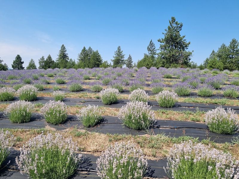 Purple And White Rows Of Variety