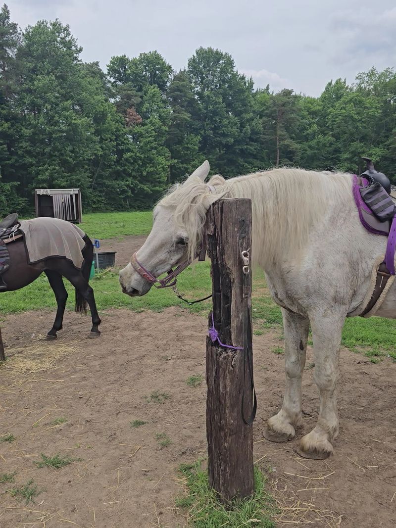Meet The Senior And Rehab Herd